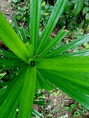 Pandanus amaryllifolius