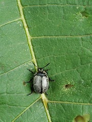 Leptinotarsa undecimlineata