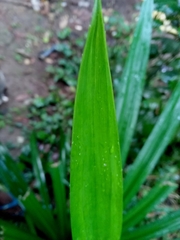 Pandanus amaryllifolius
