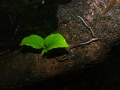 Hymenodictyon obovatum