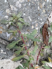 Oenothera humifusa