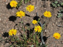 Pentachaeta aurea aurea