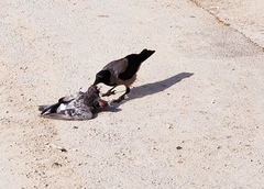 Corvus cornix