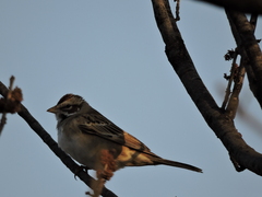 Chondestes grammacus