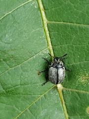 Leptinotarsa undecimlineata