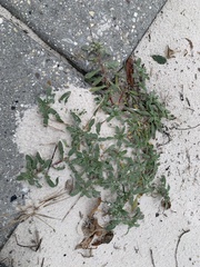 Oenothera humifusa
