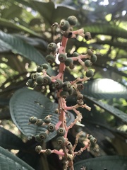 Miconia pterocaulon