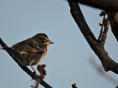Chondestes grammacus