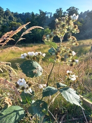 Rubus fruticosus