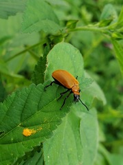 Tetraonyx frontalis