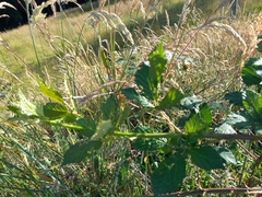 Rubus fruticosus