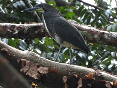 Tigrisoma fasciatum