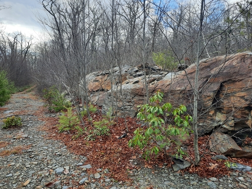Kalmia latifolia