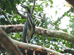 Tigrisoma fasciatum