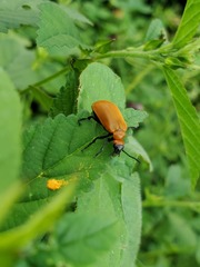 Tetraonyx frontalis