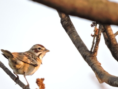 Chondestes grammacus