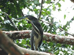 Tigrisoma fasciatum