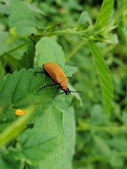 Tetraonyx frontalis