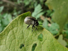 Leptinotarsa undecimlineata