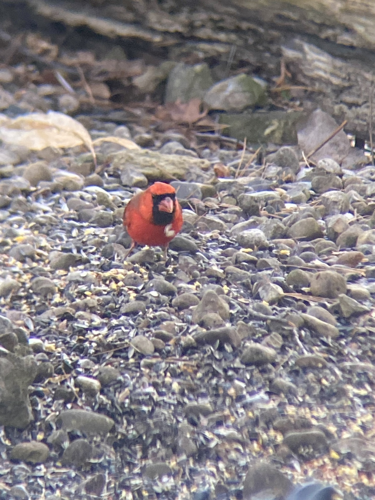 Cardinalis cardinalis (Linnaeus, 1758)