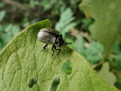 Leptinotarsa undecimlineata