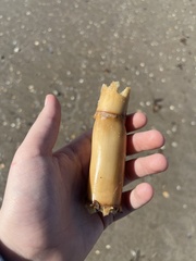 Bambusoideae