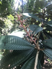 Miconia pterocaulon