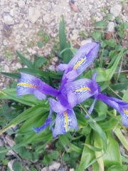 Iris planifolia