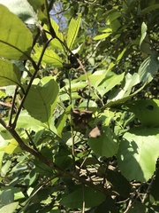 Cupania