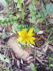 Reichardia picroides