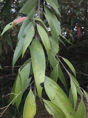 Nectandra cuspidata