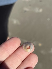 Argopecten irradians concentricus