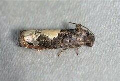Epiblema dorsisuffusana