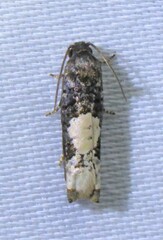 Epiblema dorsisuffusana