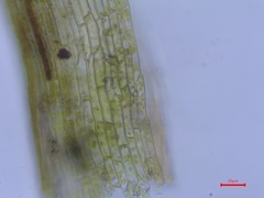 Trichodon cylindricus