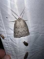 Mochlotona phasmatias