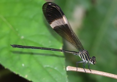 Polythoridae