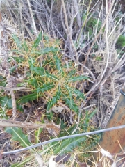 Ptilostemon hispanicus