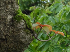 Hymenodictyon obovatum
