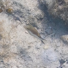 Canthigaster rostrata