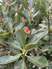 Euonymus japonicus