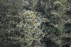 Phyllostachys aureosulcata
