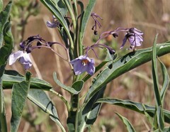 Solanum glaucophyllum