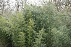 Phyllostachys aureosulcata