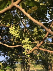 Pera arborea