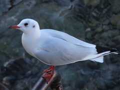 Chroicocephalus ridibundus