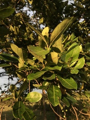 Pera arborea
