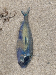 Meuschenia hippocrepis