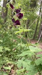 Geranium phaeum