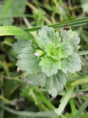 Veronica persica